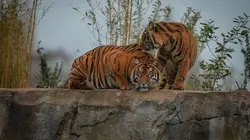 La vie secrète du zoo