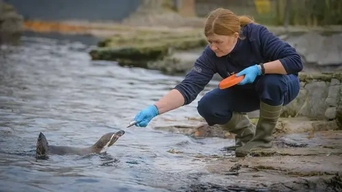 La vie secrète du zoo S04E02 Devenir parent