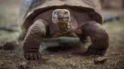 La vie secrète du zoo S04E07 Vivre ensemble