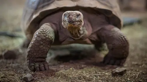 La vie secrète du zoo S04E07 Vivre ensemble