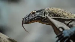 La vie secrète du zoo