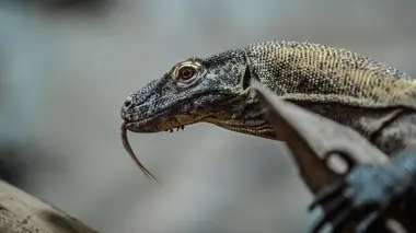 Parents mode d'emploi