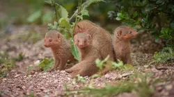 La vie secrète du zoo