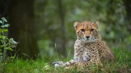 La vie secrète du zoo S04E10 Nouveaux horizons