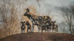 La vie secrète du zoo