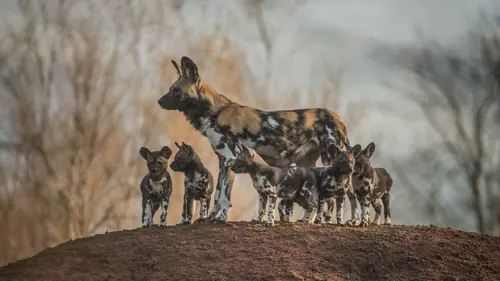 La vie secrète du zoo S04E11 En attendant Noël