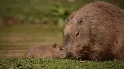 La vie secrète du zoo