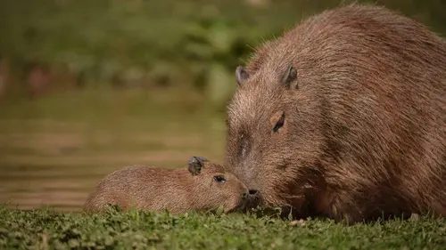 La vie secrète du zoo S04E12 Cadeaux de Noël