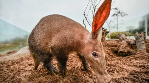 La vie secrète du zoo S04E19 Noctambules