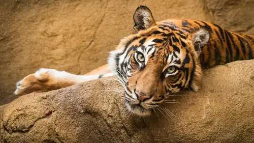 Épisodes de La vie secrète du zoo