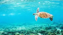 La vie sur le récif E01 L'hiver