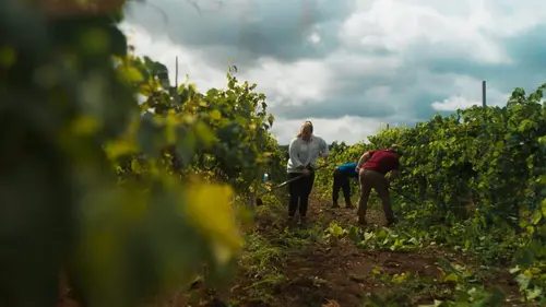 La vigne est belle Compétition et entraide
