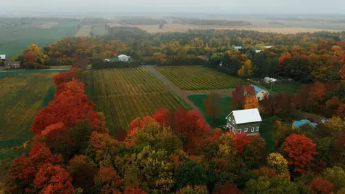 La vigne est belle Les vendanges