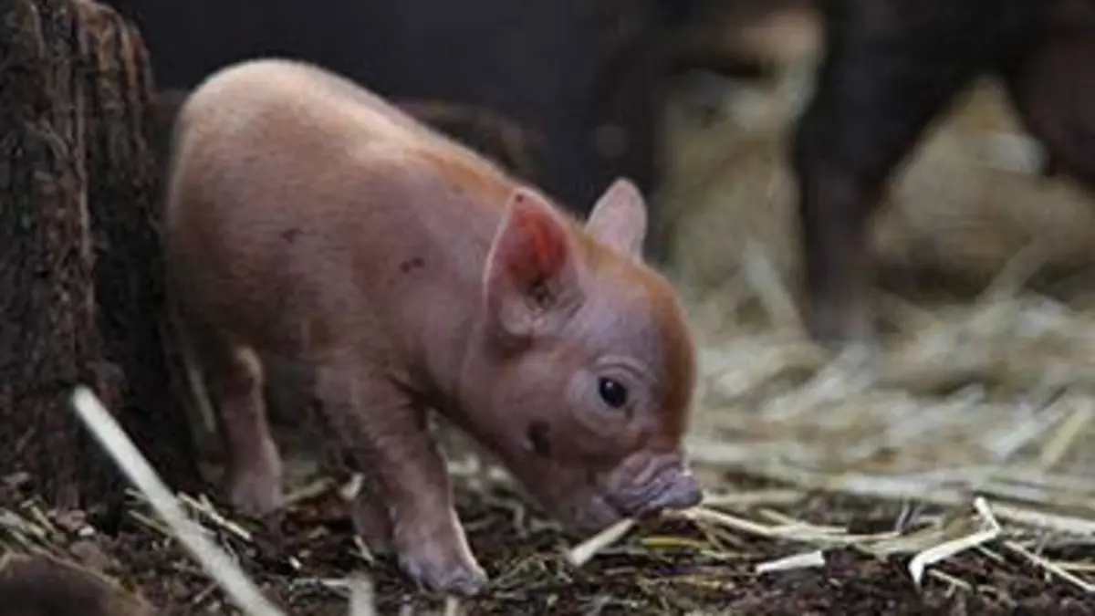 La vraie vie des animaux de compagnie E01 Chiots, chatons et porcelets