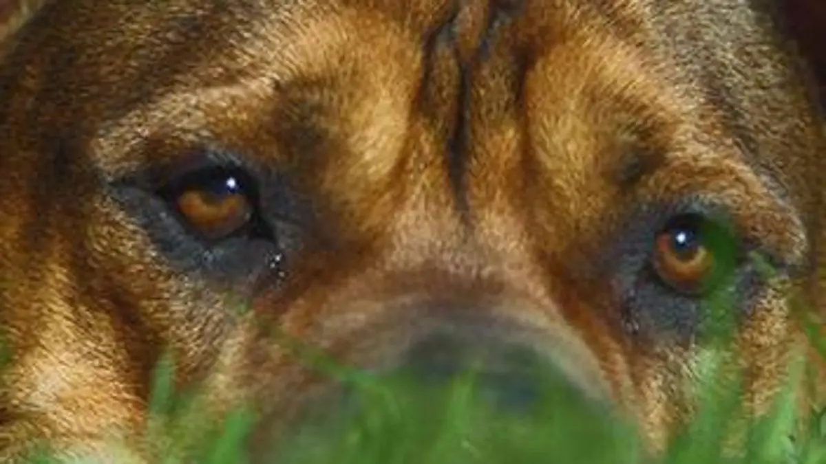 La vraie vie des animaux de compagnie E03 Attention au chien