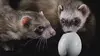 Furet cherche furette