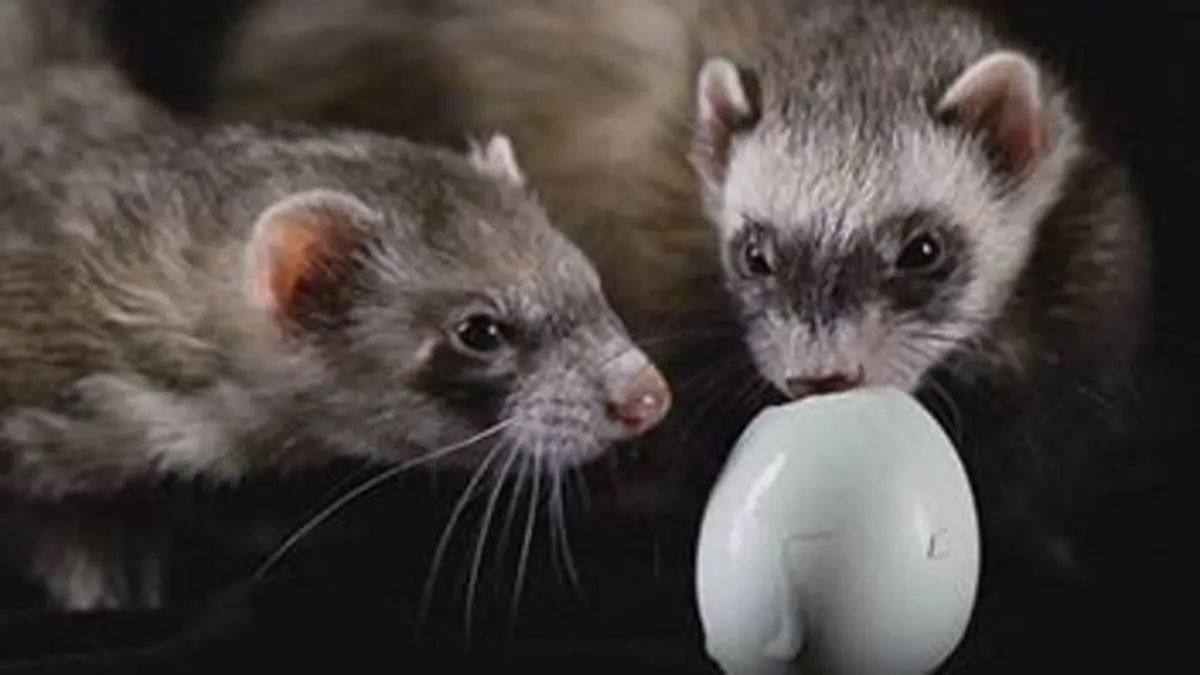 La vraie vie des animaux de compagnie E04 Furet cherche furette