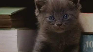 Cris et ronronnements