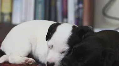 Farouchement domestiques