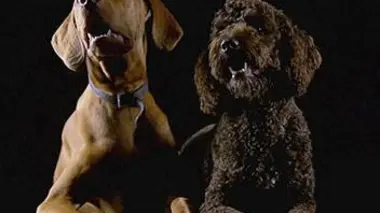 Leçon de bonne conduite