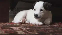 Visuel de La vraie vie des animaux de compagnie