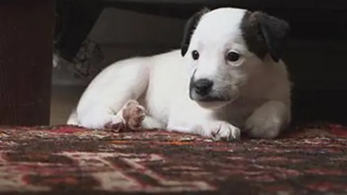 La vraie vie des animaux de compagnie