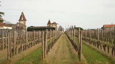 Labels : des verts et des pas mûrs