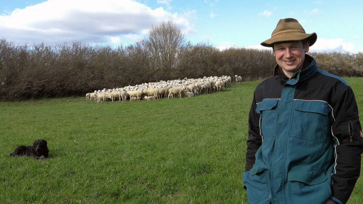 Laine de mouton : Comment l'utiliser ?