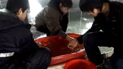 Visuel de Lao Li, un baron du poisson