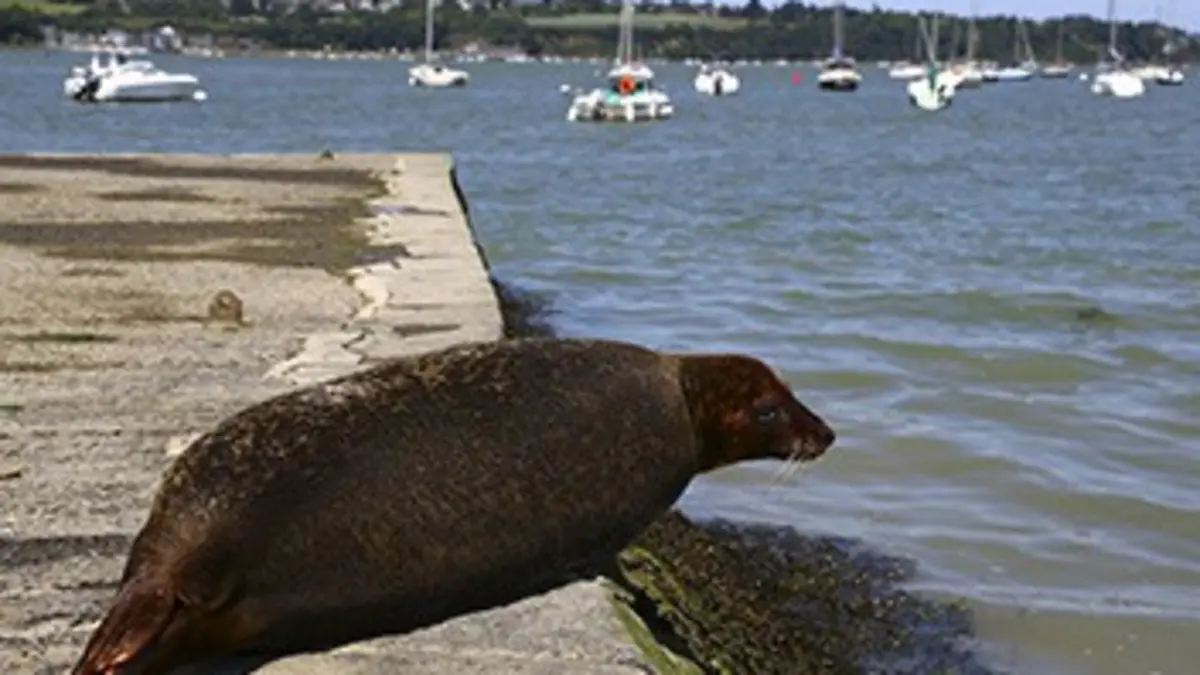 Larguez les amarres Douce France