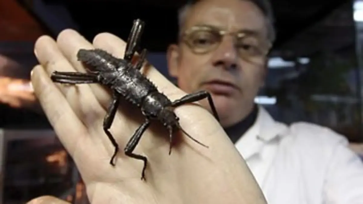 Larves, grillons, scorpions : les steaks de demain ?