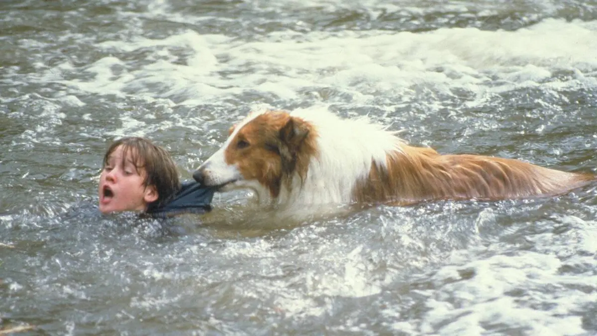 Lassie : des amis pour la vie