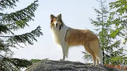 Lassie, La route de l'aventure