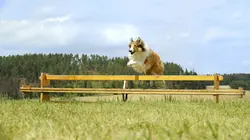 Lassie, La route de l'aventure