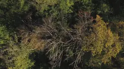 LCP le mag Réchauffement climatique : réinventer la forêt