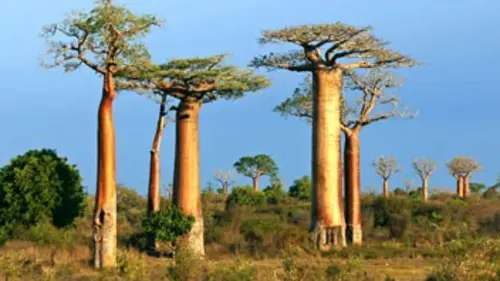 Le baobab, géant de la savane