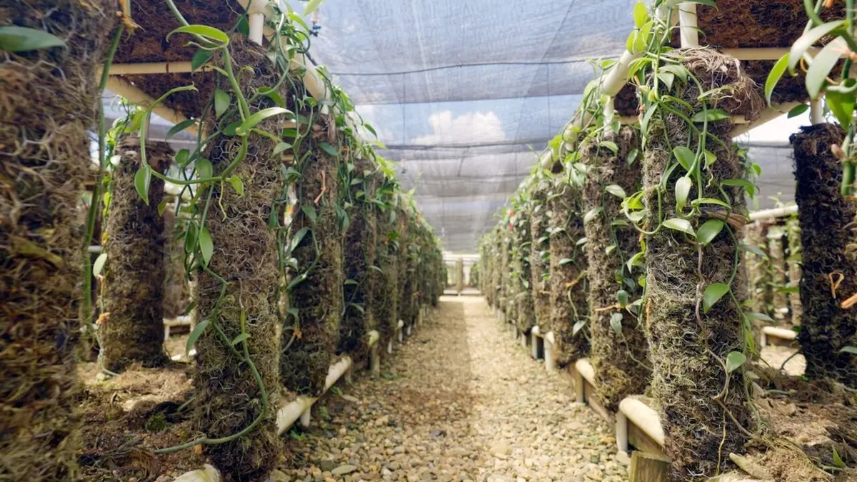 Le Belize : Une terre nourricière à préserver