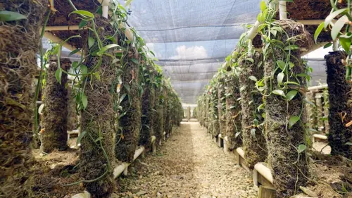 Le Belize : Une terre nourricière à préserver