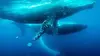 Le berceau des baleines
