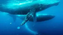 Le berceau des baleines