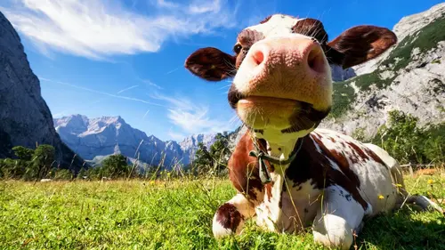 Le bêtisier de l'été S01E02