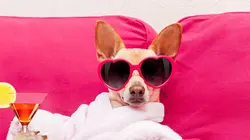 Le bêtisier de l'été