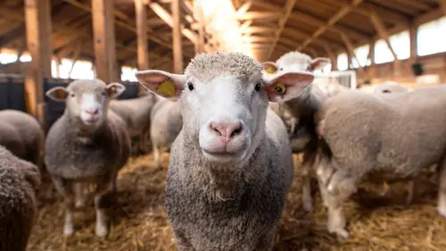 Le bien-être animal, un nouveau métier ?