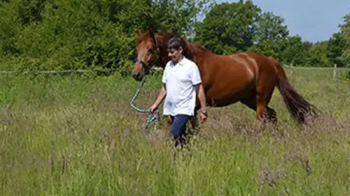 Le bien-être du cheval