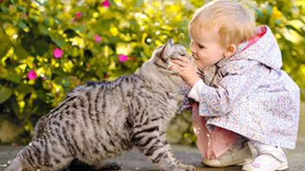 Le big bêtisier 100 % chats Le big bêtisier 100 % chat