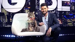 Le big bêtisier 100 % chats