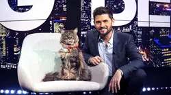 Le big bêtisier 100 % chats