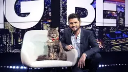 Le big bêtisier 100 % chats