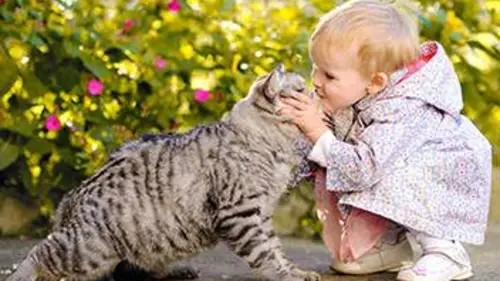 Le big bêtisier 100 % chats Le big bêtisier 100 % chat