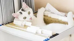 Le big bêtisier 100 % chats 100 % chat